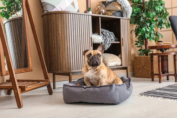 Cute French Bulldog Pet Bed Home — Stock Photo, Image