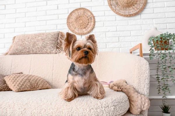リビングルームにソファーに座っているかわいい小さなヨークシャーテリア犬 — ストック写真