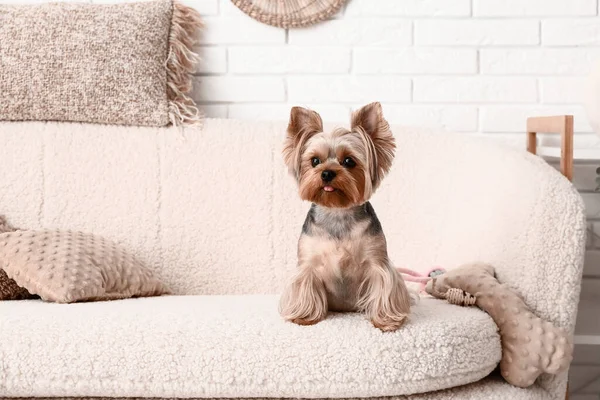 Anjing Yorkshire Terrier Kecil Yang Lucu Duduk Sofa Ruang Tamu — Stok Foto