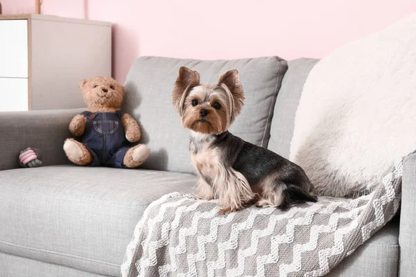 Cute Small Yorkshire Terrier Dog Sitting Sofa Room — Stock Photo, Image