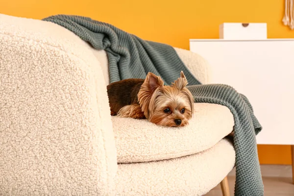 Cute Small Yorkshire Terrier Dog Lying Sofa Living Room — Stock Photo, Image