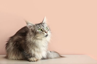 Maine Rakun Kedi pembe duvarın yanındaki çekmecelerin üstünde