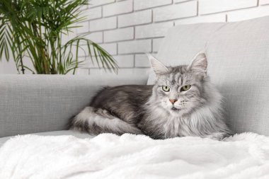 Maine Rakunu kedisi oturma odasında kanepede yatıyor.