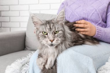 Maine Rakun kedisi olan bir kadın evdeki kanepede oturuyor, yakın plan.