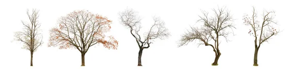 Σύνολο Γυμνών Δένδρων Απομονωμένων Λευκό — Φωτογραφία Αρχείου