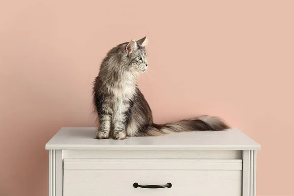 Maine Pesukarhu Kissa Lipasto Lähellä Vaaleanpunainen Seinä — kuvapankkivalokuva