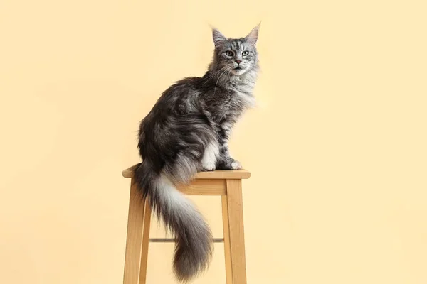 Maine Coon Kot Stołku Beżowym Tle — Zdjęcie stockowe