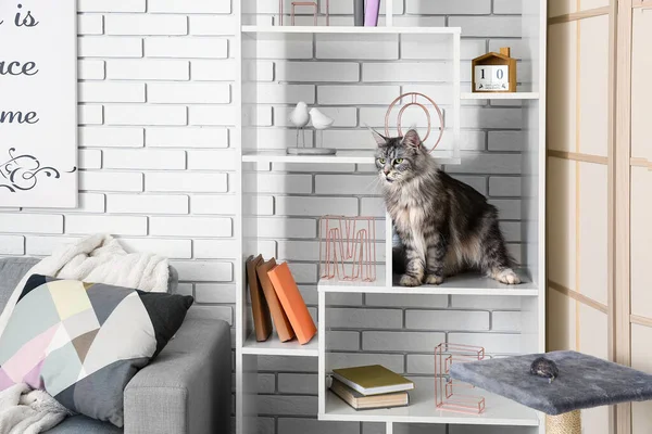 Stock image Maine Coon cat on shelf at home