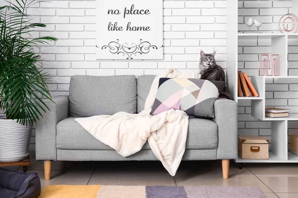 Maine Coon Kucing Sofa Ruang Tamu — Stok Foto