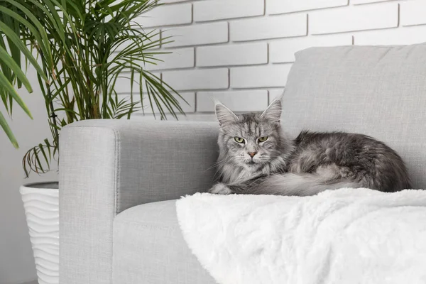 Maine Coon Katze Auf Sofa Wohnzimmer — Stockfoto