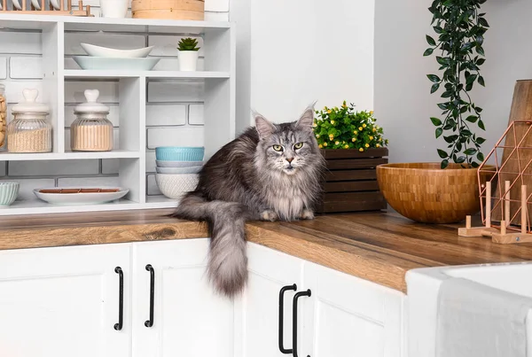 Maine Rakunu Kedi Mutfakta Tezgahın Üstünde — Stok fotoğraf