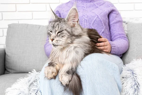 Nainen Hänen Maine Pesukarhu Kissa Istuu Sohvalla Kotona Lähikuva — kuvapankkivalokuva