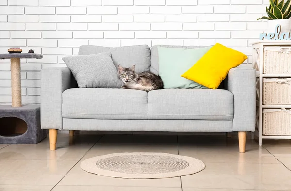 リビングルームのソファーにメイン クーン猫 — ストック写真
