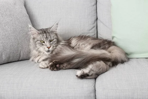 Maine Mýval Kočka Pohovce Obývacím Pokoji — Stock fotografie
