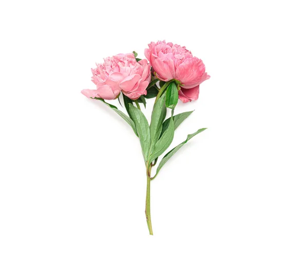 Rosa Peônia Flores Isoladas Fundo Branco — Fotografia de Stock