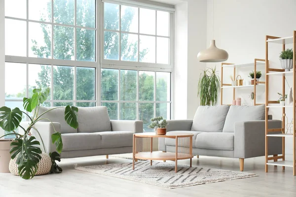 Interior Light Living Room Grey Sofas Coffee Table Houseplants Big — Stock Photo, Image