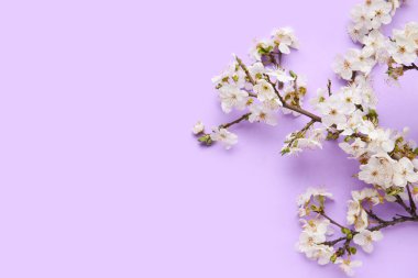 Leylak arka planında çiçek açan dallar