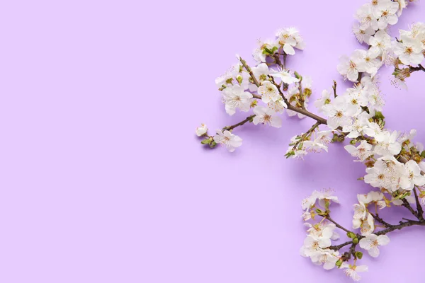 Blooming Branches Lilac Background — Stock Photo, Image