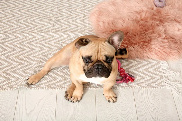 Cute French Bulldog Carpet Living Room — Stock Photo, Image