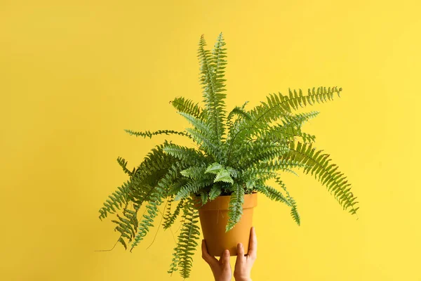 Stock image Gardener with plant on yellow background