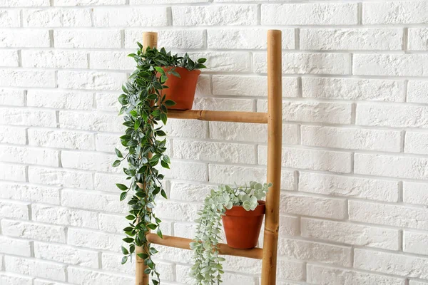 Wooden Ladder Houseplants White Brick Wall Room Closeup — Stock Photo, Image