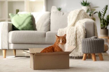 Evde karton kutudaki komik kedi.