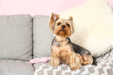 Oturma odasındaki kanepede oturan şirin küçük Yorkshire teriyeri köpeği.