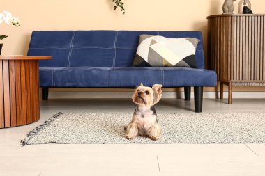Oturma odasında halının üzerinde oturan şirin küçük Yorkshire teriyeri köpeği.