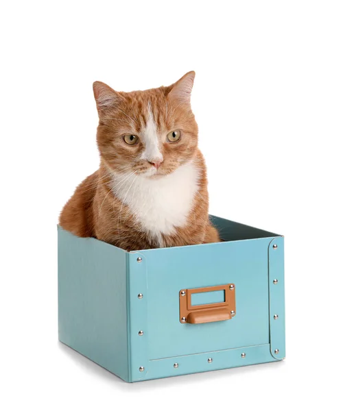 Funny Cat Blue Box White Background — Stock Photo, Image