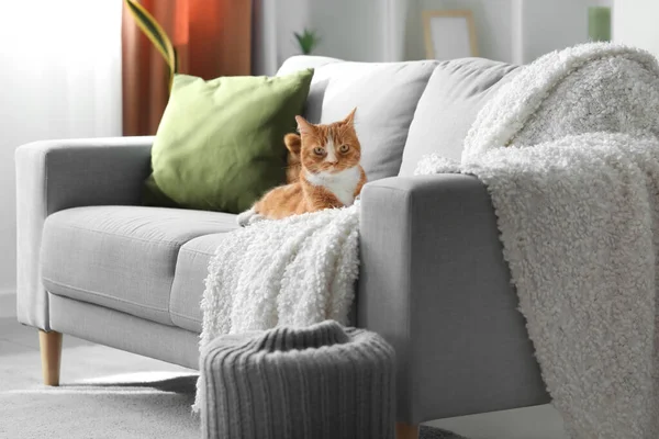 Funny Cat Lying Grey Sofa Home — Stock Photo, Image
