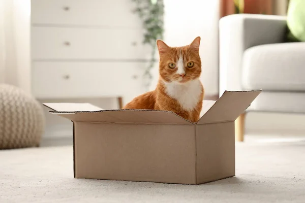 Funny Cat Cardboard Box Home — Stock Photo, Image