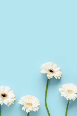 Mavi arkaplanda beyaz gerbera çiçekleri