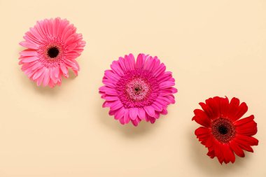 Bej arka planda güzel Gerbera çiçekleri