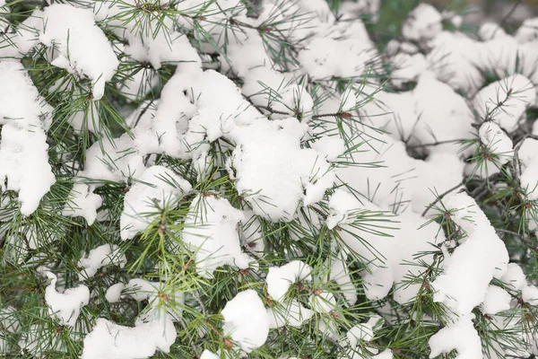 Pine Tree Branches Covered Snow Winter Day Closeup — Stock Photo, Image