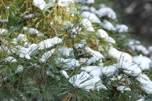 Pine Tree Branches Covered Snow Winter Day — Stock Photo, Image