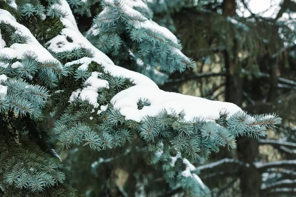 Ramas Abeto Azul Cubiertas Nieve Bosque Invierno — Foto de Stock
