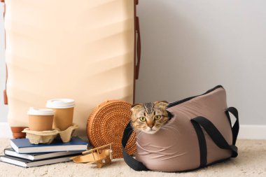 Taşıyıcıda İskoç kedisi ve ışık duvarı yakınında seyahat eden aksesuarlar.