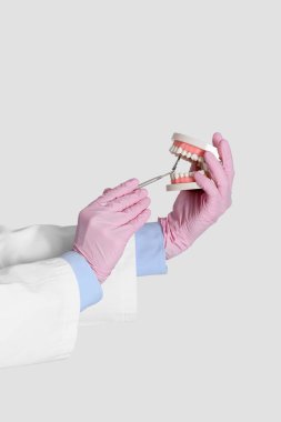 Gri arka planda diş aynası ve çene modeli olan kadın doktor elleri