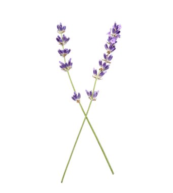 Beyaz arka planda güzel lavanta çiçekleri dalları