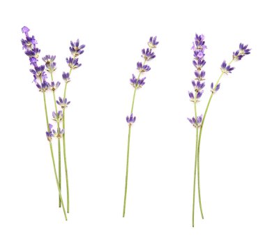 Beyaz arka planda güzel lavanta çiçekleri dalları