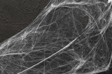 Siyah arkaplanda örümcek ağı. Cadılar Bayramı