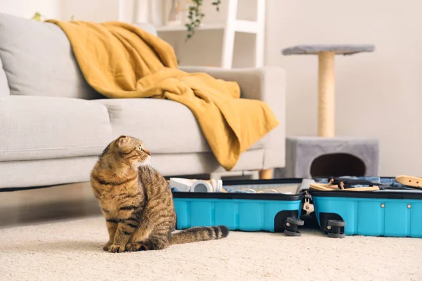 Scottish Fold Cat Suitcase Home — Stock Photo, Image