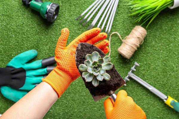 Woman Gloves Holding Gardening Shovel Soil Succulent Color Background Closeup — Stock Photo, Image