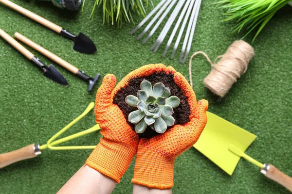 Weibliche Hände Gartenhandschuhen Mit Pflanze Auf Grünem Hintergrund — Stockfoto