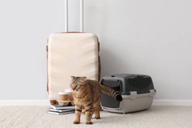 İskoç kedisi taşıyıcı ve ışık duvarının yanında seyahat eden aksesuarlarla