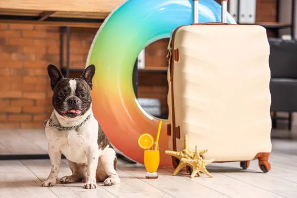 Çantalı Plaj Aksesuarlı Fransız Bulldog Ofisinde — Stok fotoğraf