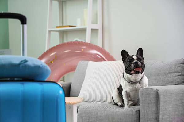 French bulldog on sofa at home