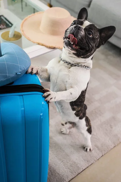 French bulldog with suitcase at home, closeup