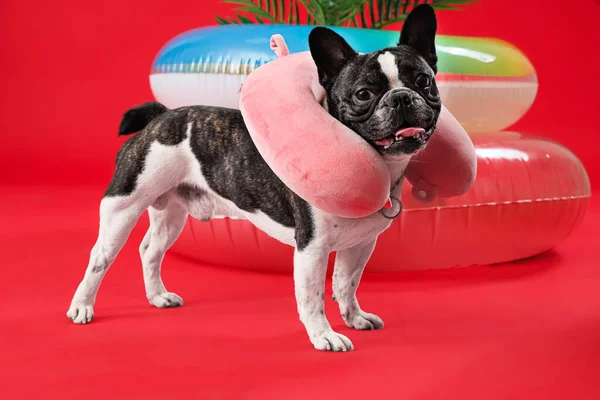 French bulldog with neck pillow and swim rings on red background