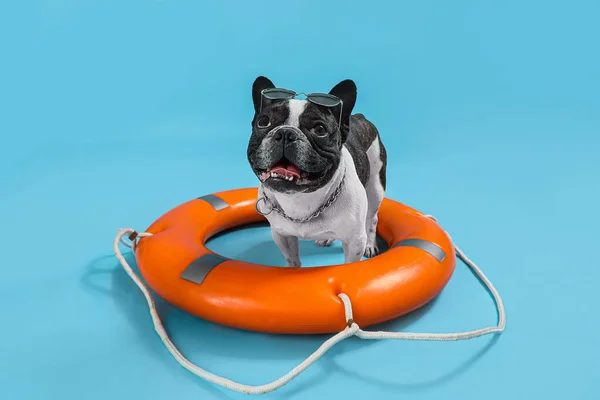 French bulldog with ring buoy on blue background